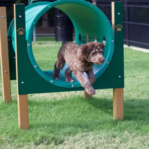 Buckley The Aussie Doodle