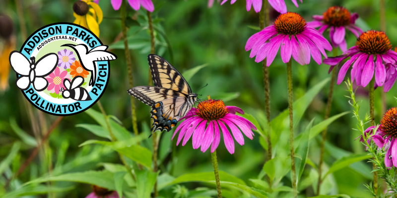 pollinator patch