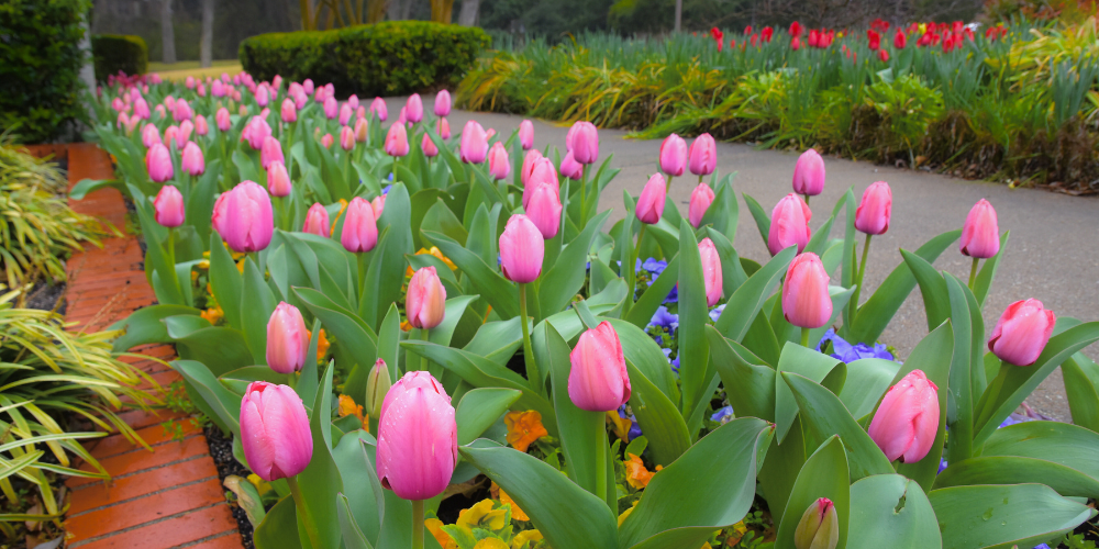 tulips (1).png